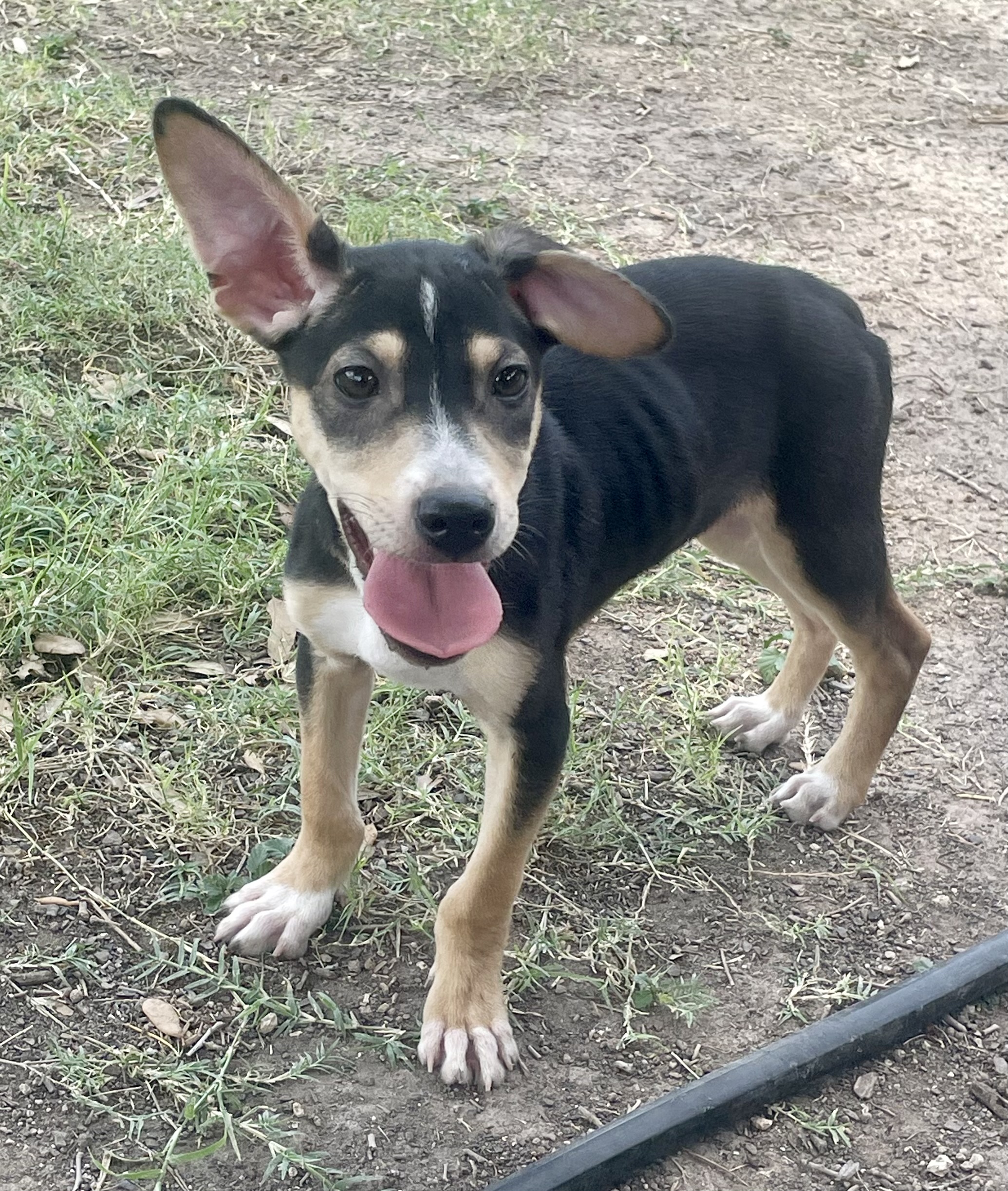 Dog for adoption Boots, an Australian Cattle Dog / Blue Heeler