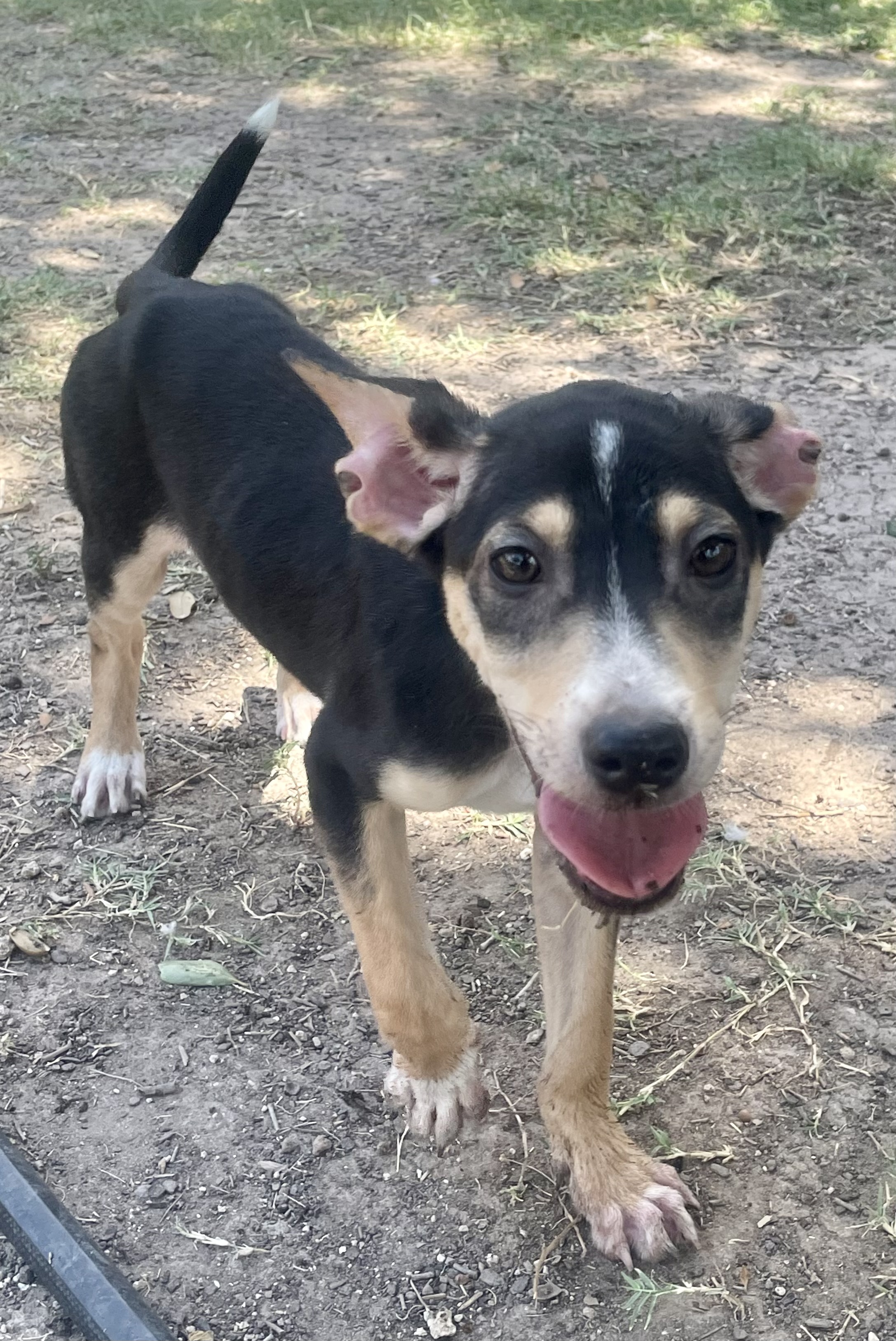 Dog for adoption Boots, an Australian Cattle Dog / Blue Heeler