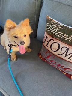 Enlarge Tucker ADOPTED, a Adoptable mixed breed in Tampa, FL image 1/6