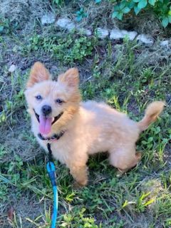 Enlarge Tucker ADOPTED, a Adoptable mixed breed in Tampa, FL image 2/6