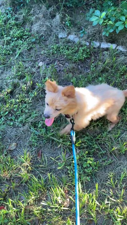 Enlarge Tucker ADOPTED, a Adoptable mixed breed in Tampa, FL video 5/6