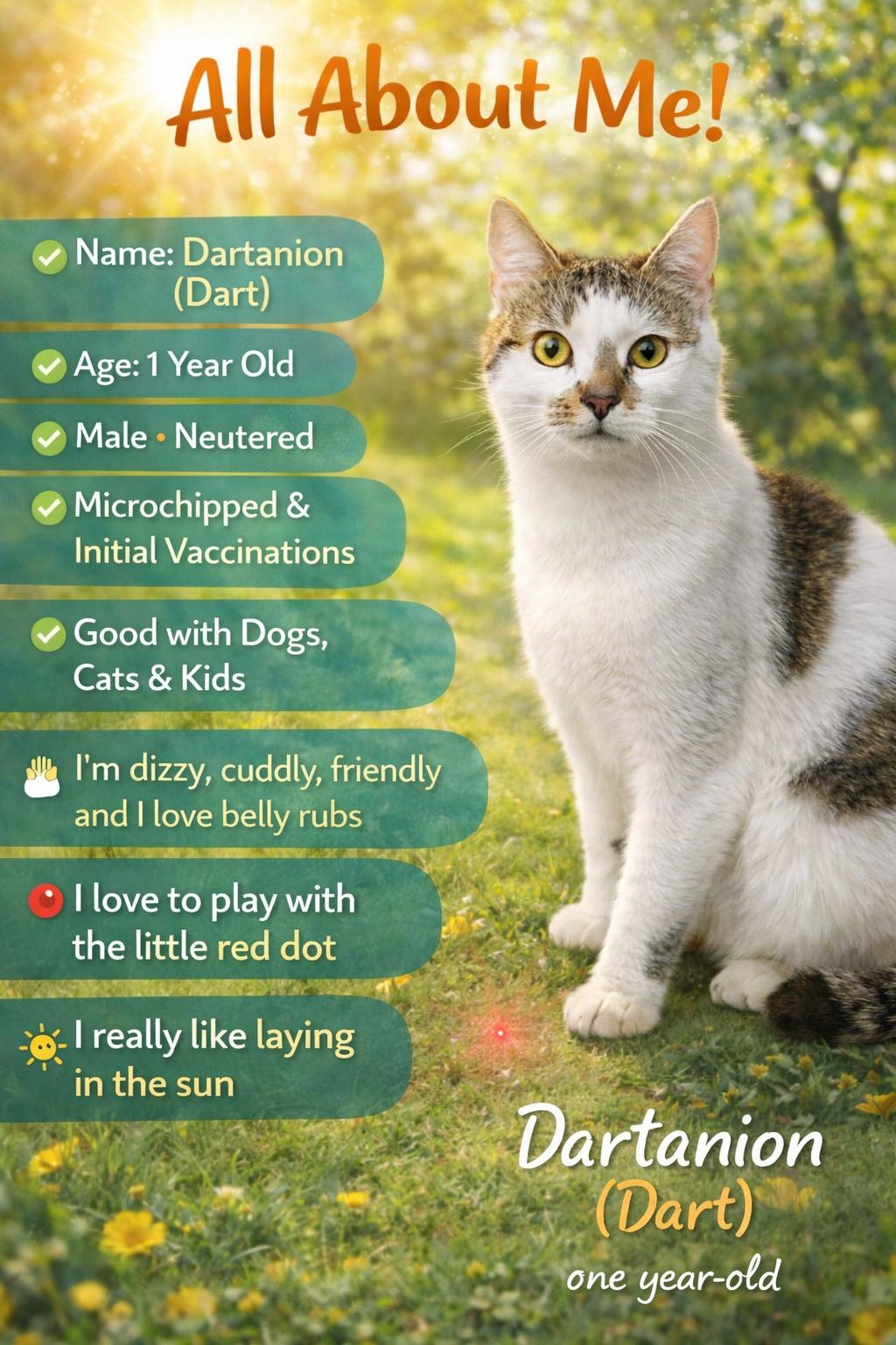 DASH, ADOPTABLE, Young Male Domestic Short Hair.