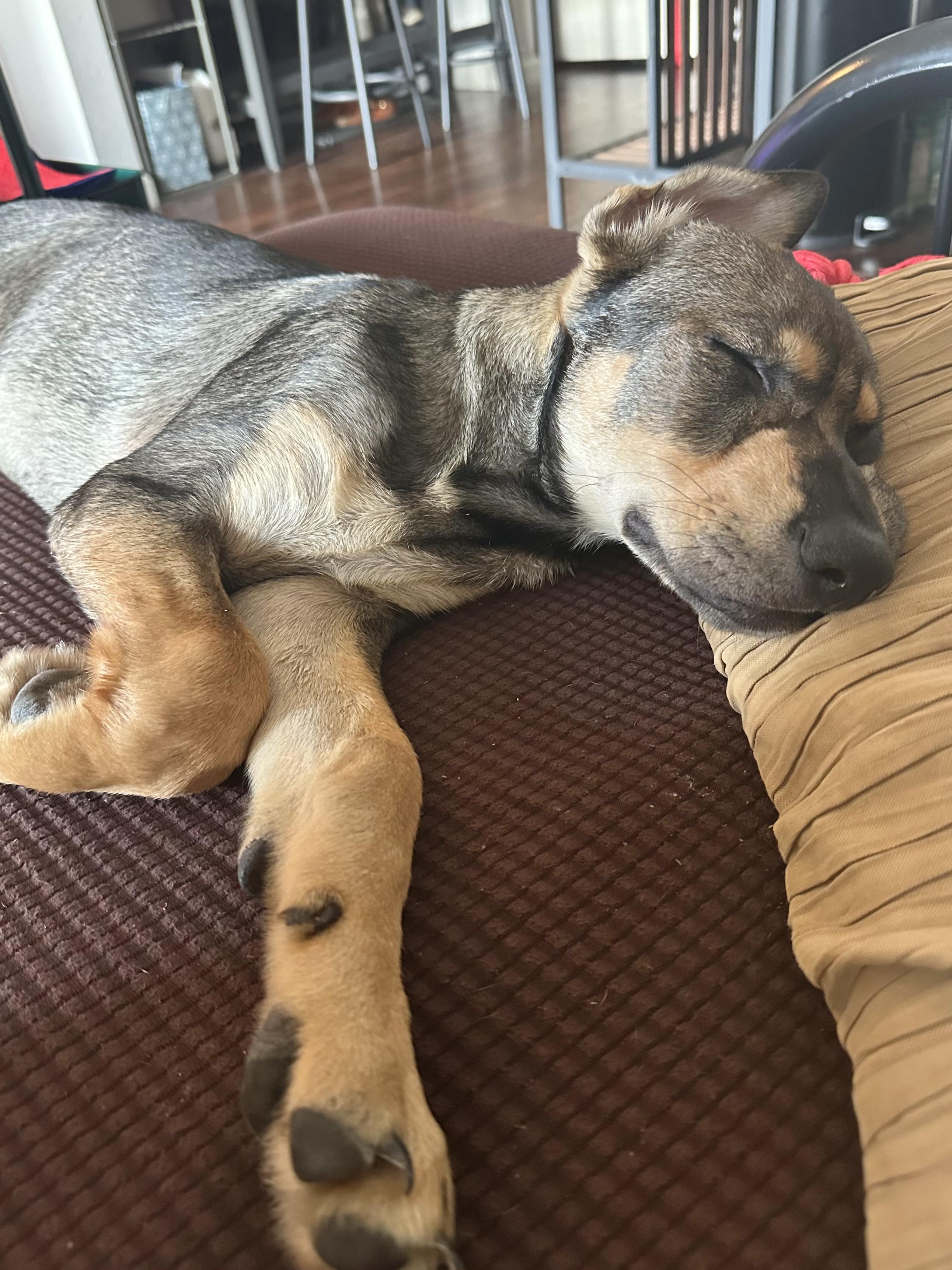 Mira, a Adoptable mixed breed in Commerce City, CO image 4/6
