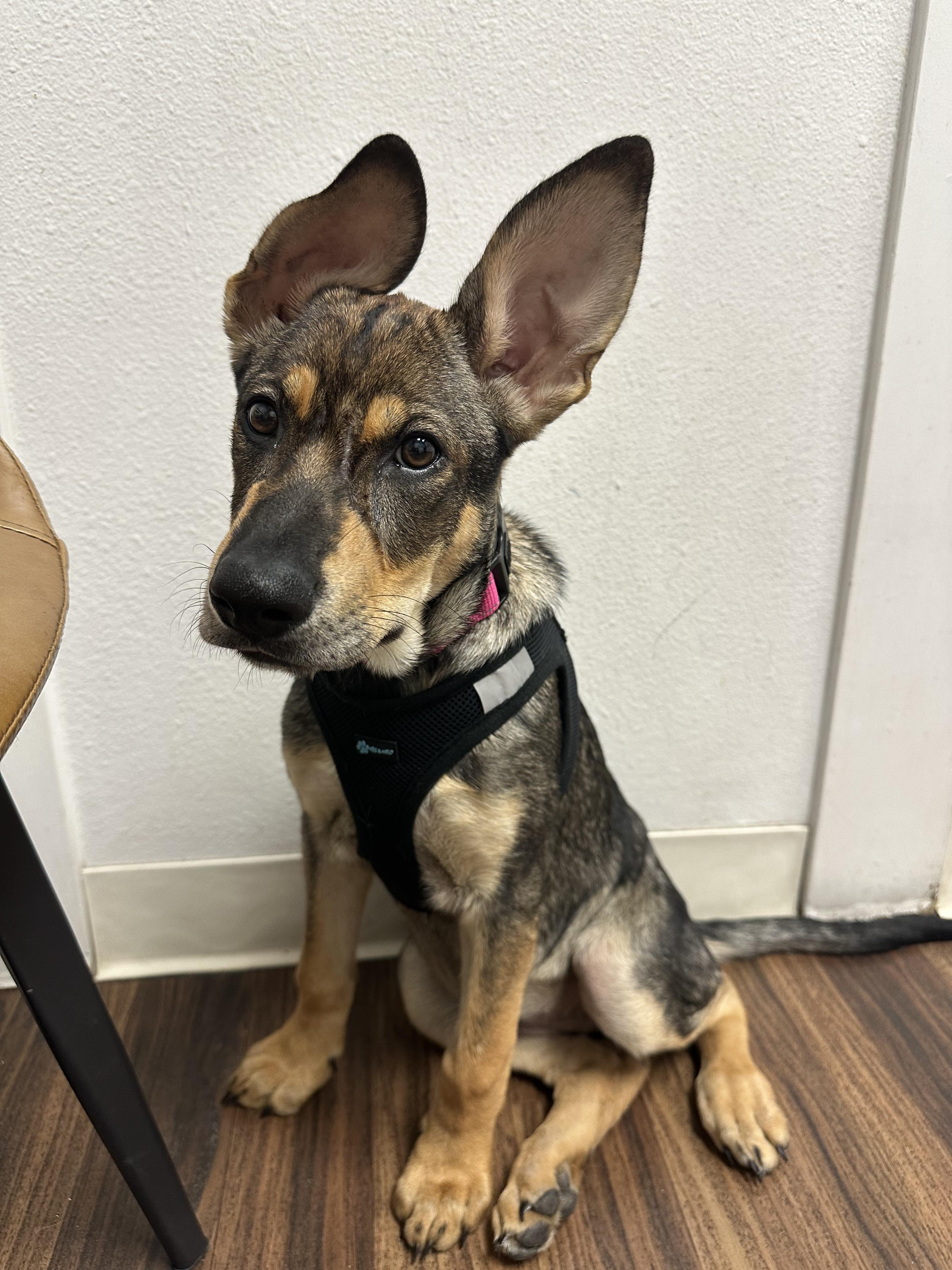 Mira, a Adoptable mixed breed in Commerce City, CO image 2/6