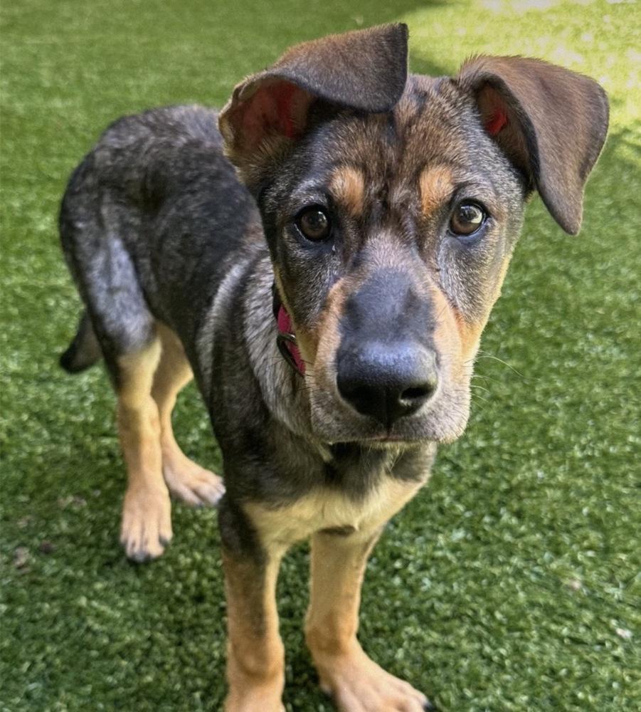 Mira, Adoptable, Young Female Shepherd.