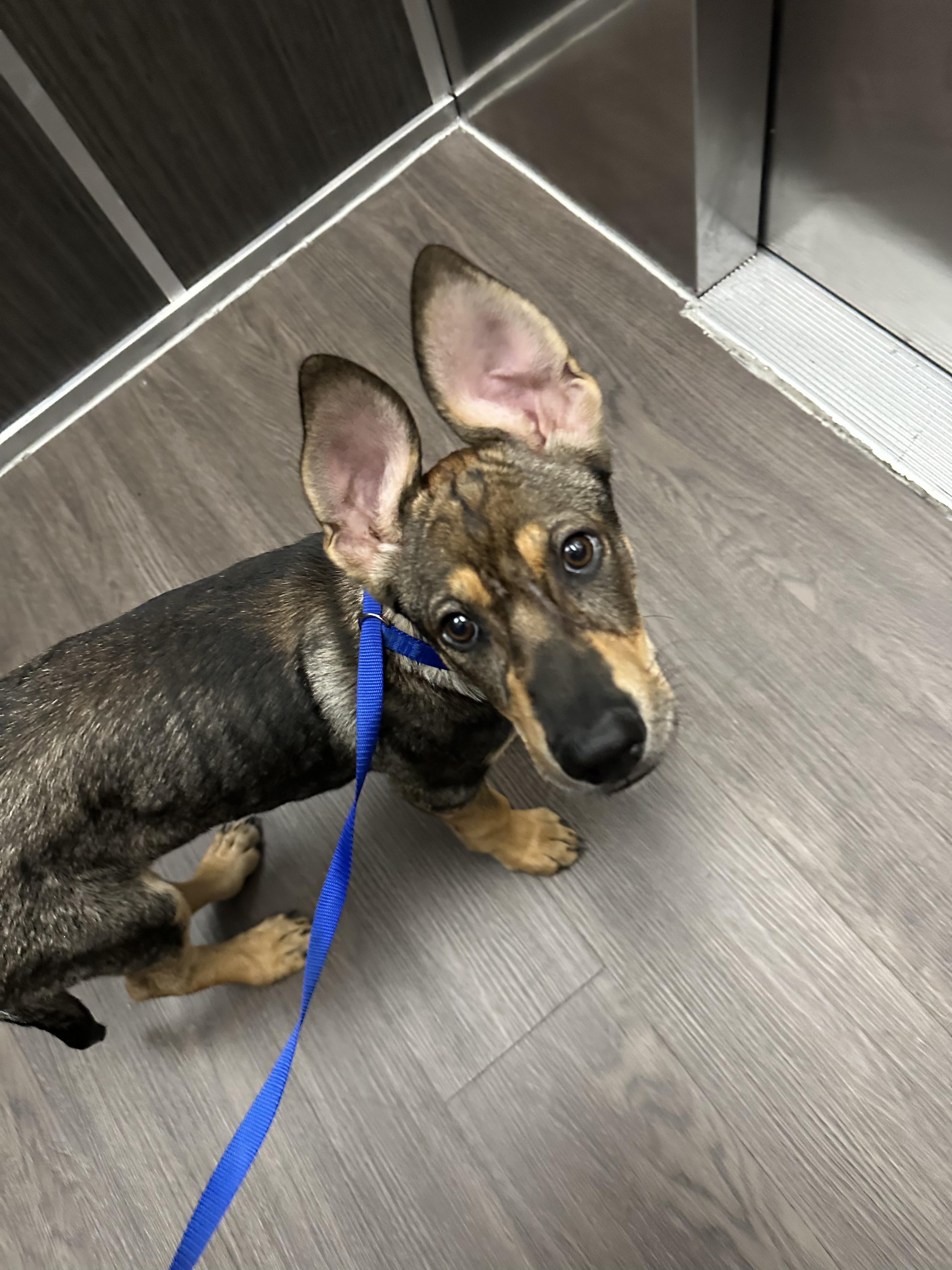 Mira, a Adoptable mixed breed in Commerce City, CO image 5/6