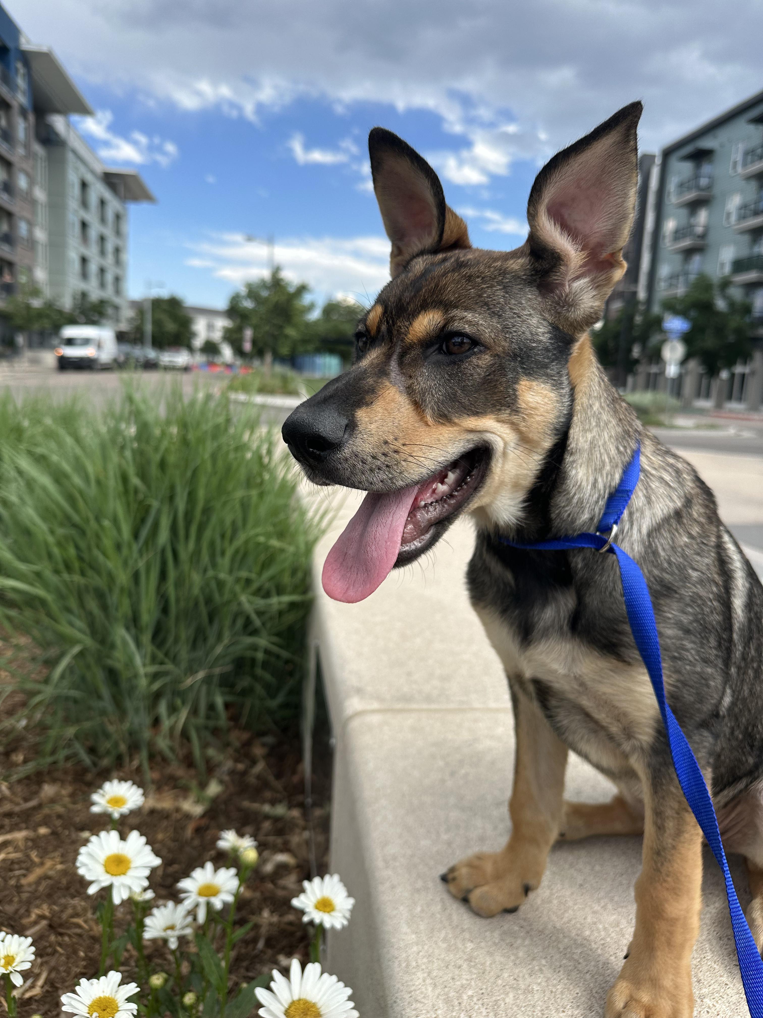 Mira, a Adoptable mixed breed in Commerce City, CO image 3/6