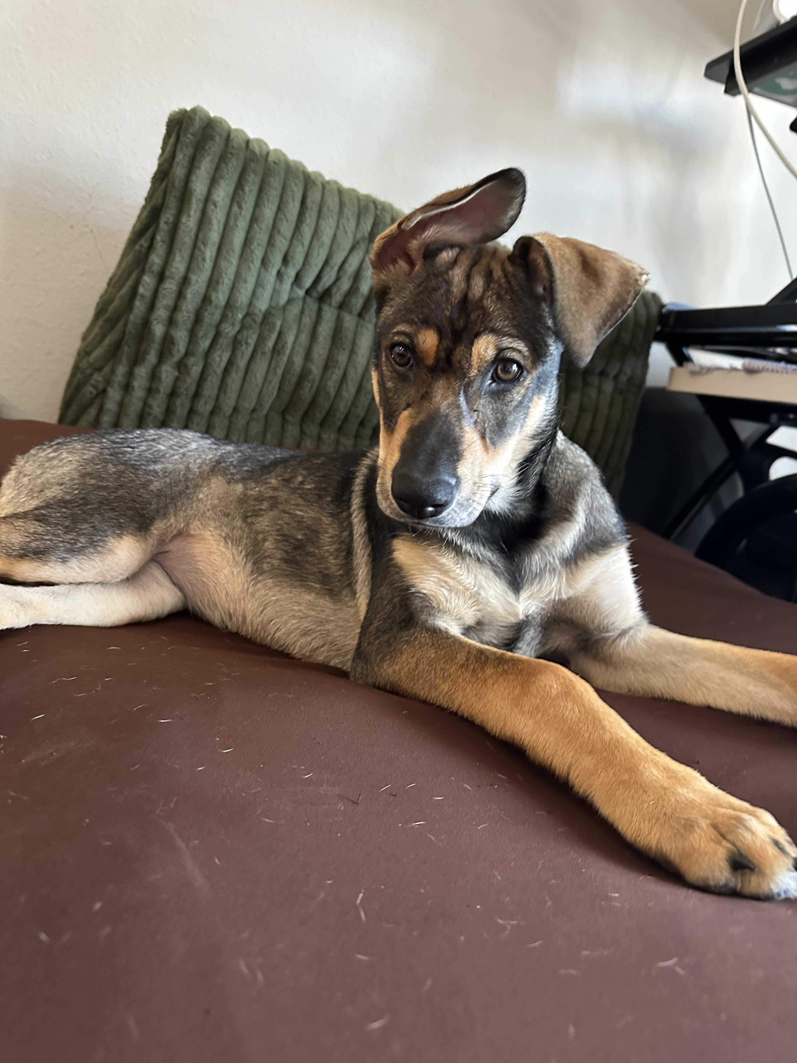 Mira, a Adoptable mixed breed in Commerce City, CO image 6/6