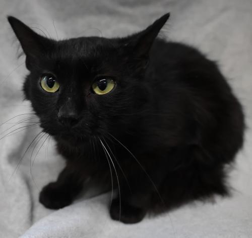 Shari, Adoptable, Adult Female Domestic Short Hair.