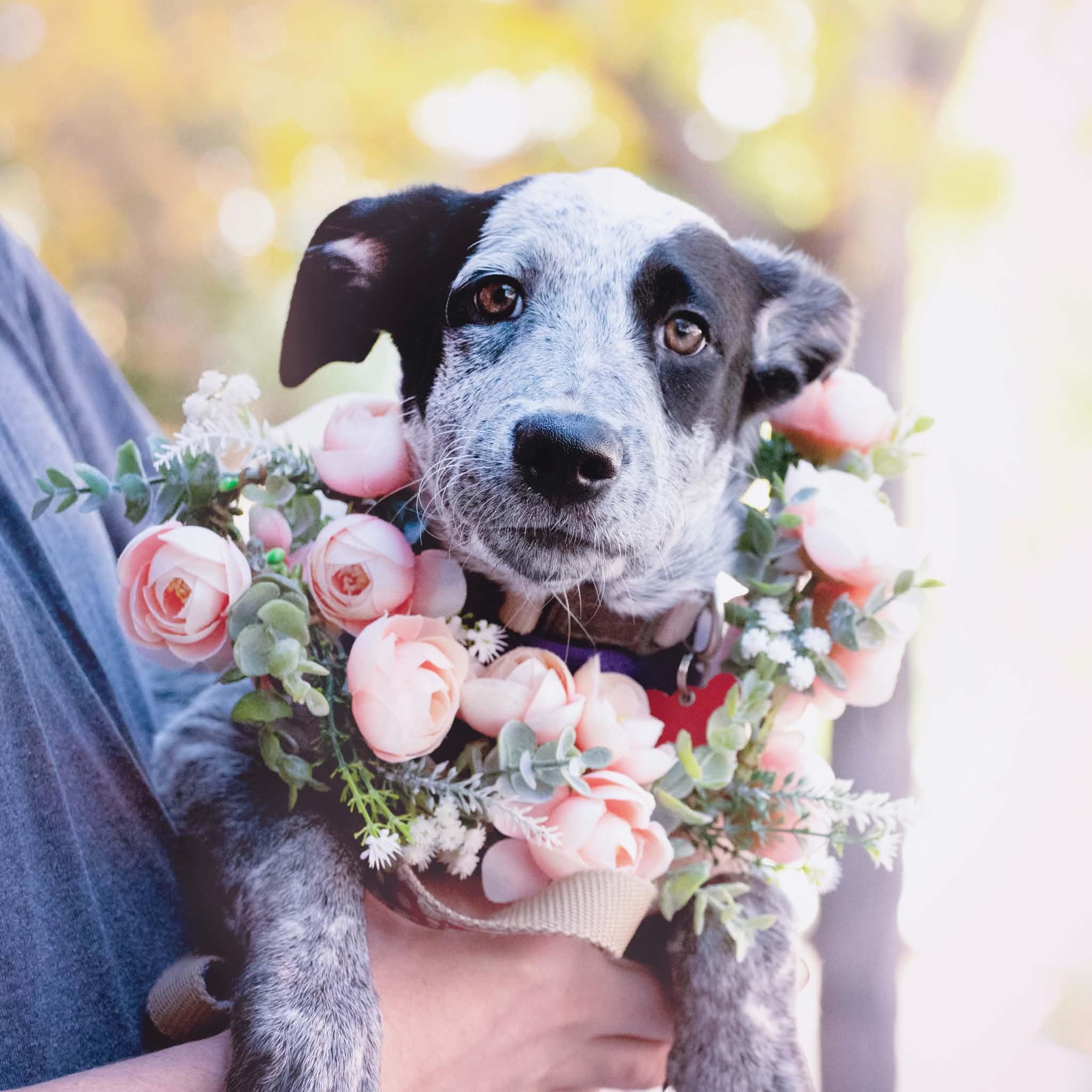 Enlarge Ivy, a Adoptable mixed breed in Boulder, CO image 2/6