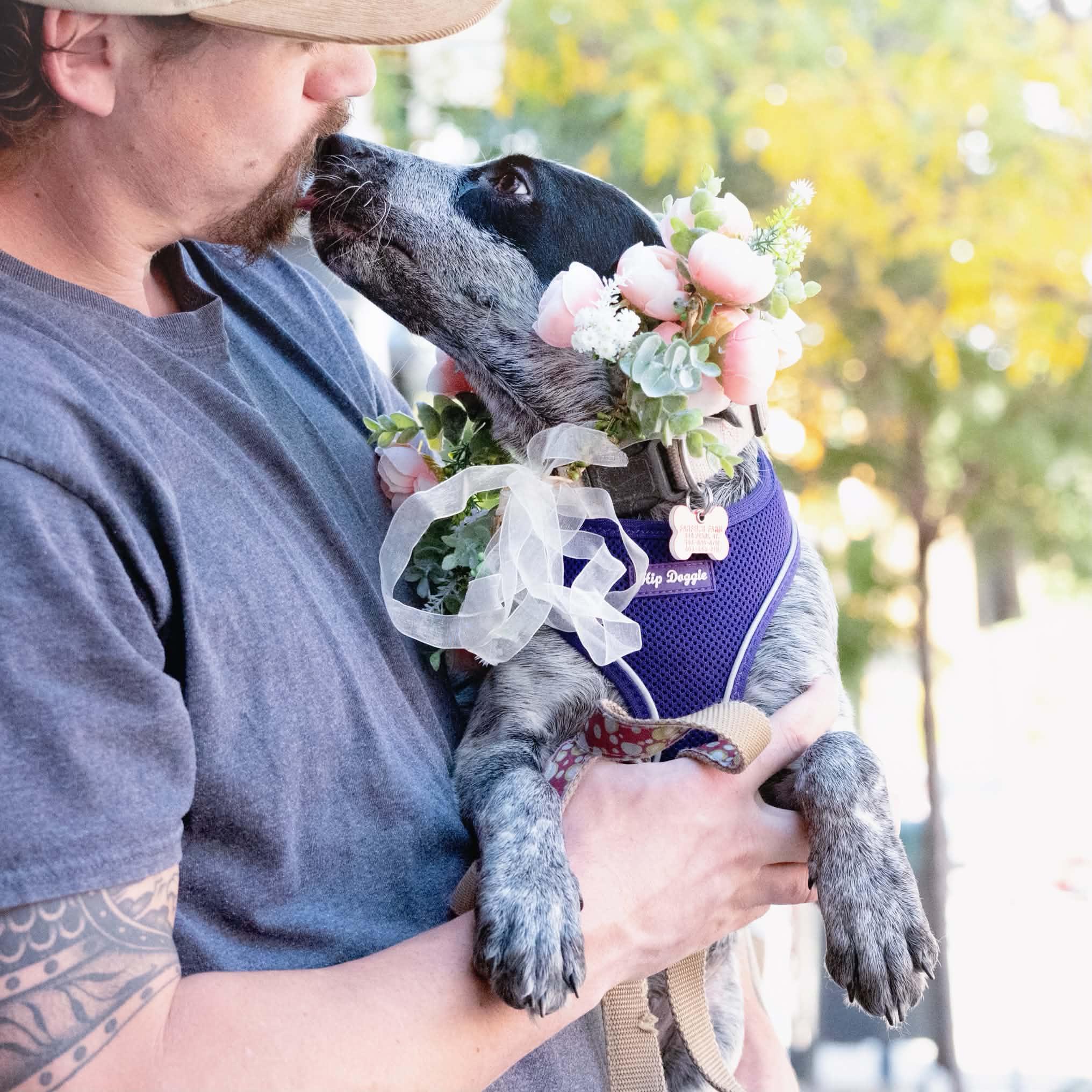 Enlarge Ivy, a Adoptable mixed breed in Boulder, CO image 6/6