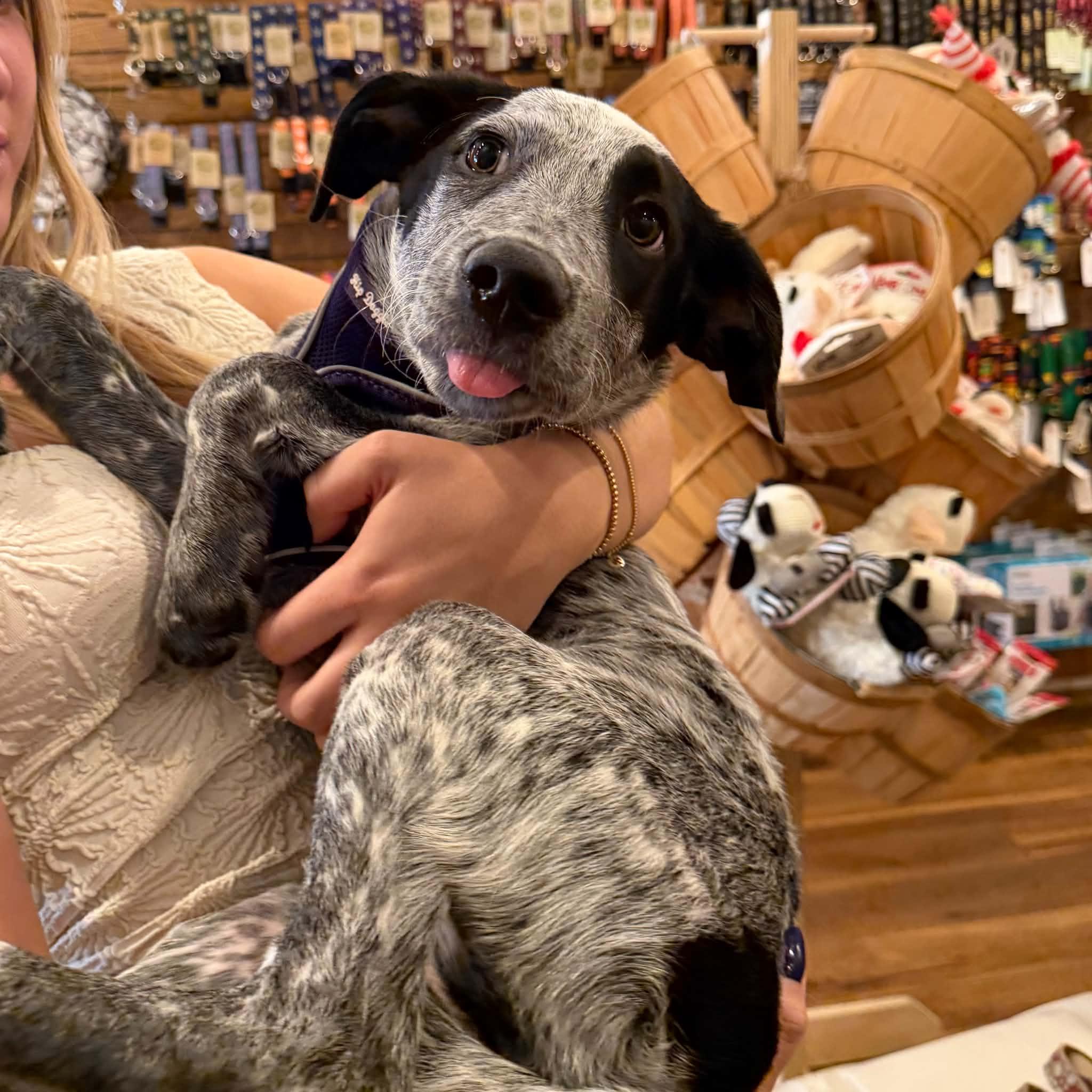 Enlarge Ivy, a Adoptable mixed breed in Boulder, CO image 3/6