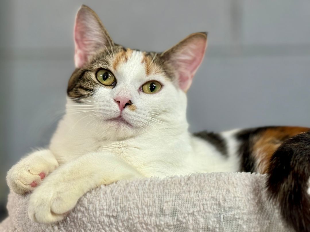 Enlarge Bonnie, a Adoptable Domestic Short Hair in Emporia, VA image 1/2