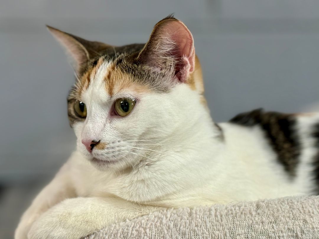 Enlarge Bonnie, a Adoptable Domestic Short Hair in Emporia, VA image 2/2