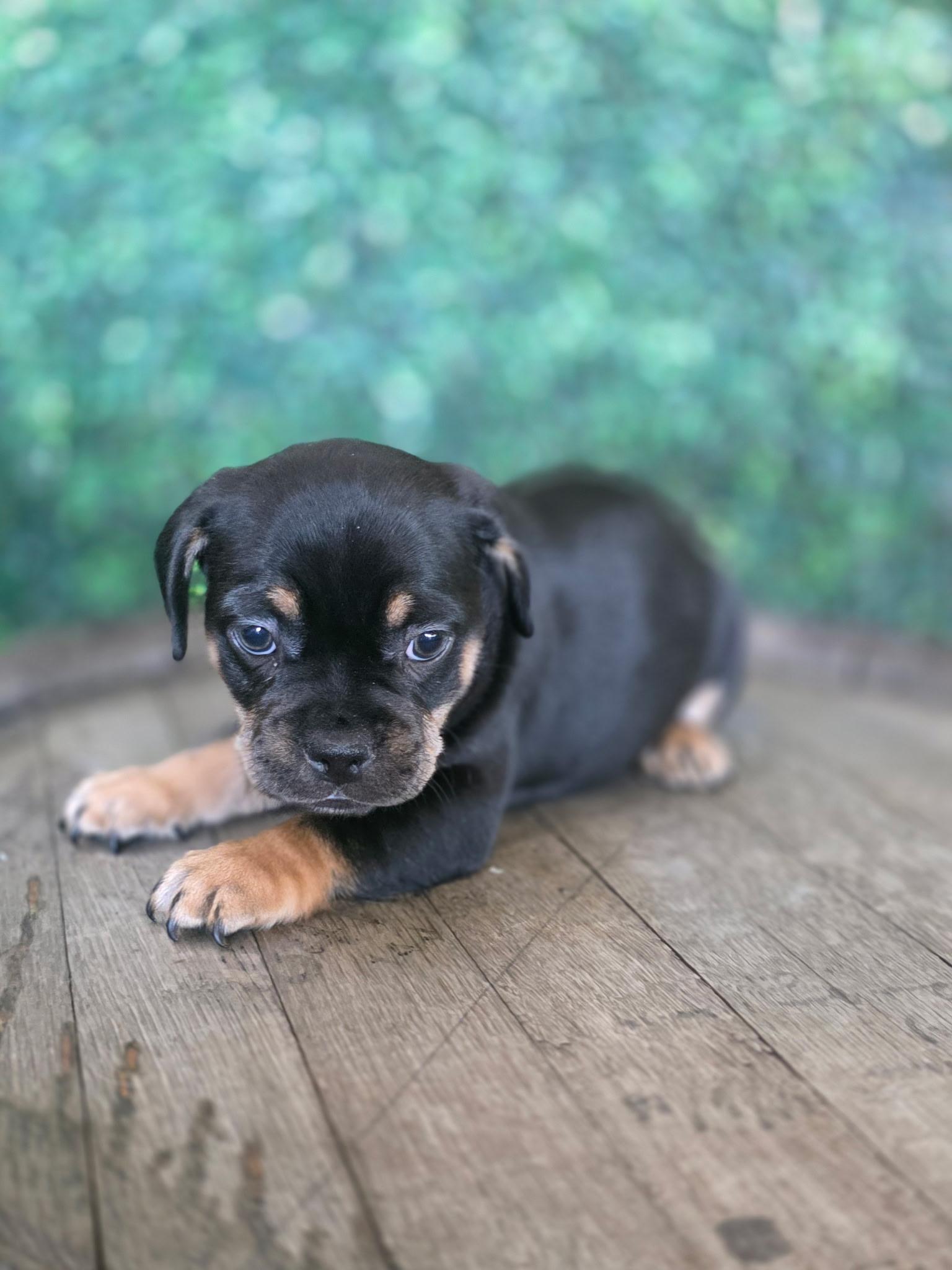 Enlarge Gucci, a Adoptable mixed breed in Penryn, CA image 1/2