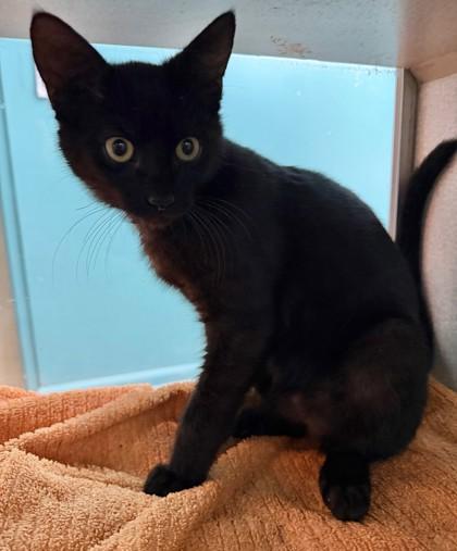 Enlarge Sephiroth (PetSmart Manhattan), a Adoptable mixed breed in New Orleans, LA image 1/1