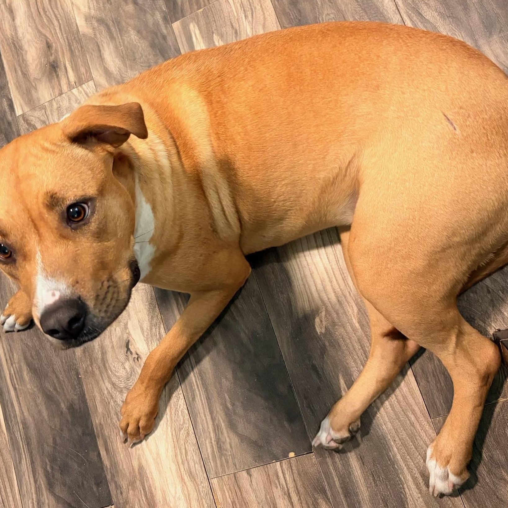 Enlarge Wendy, a ADOPTABLE mixed breed in Walker, LA image 3/3