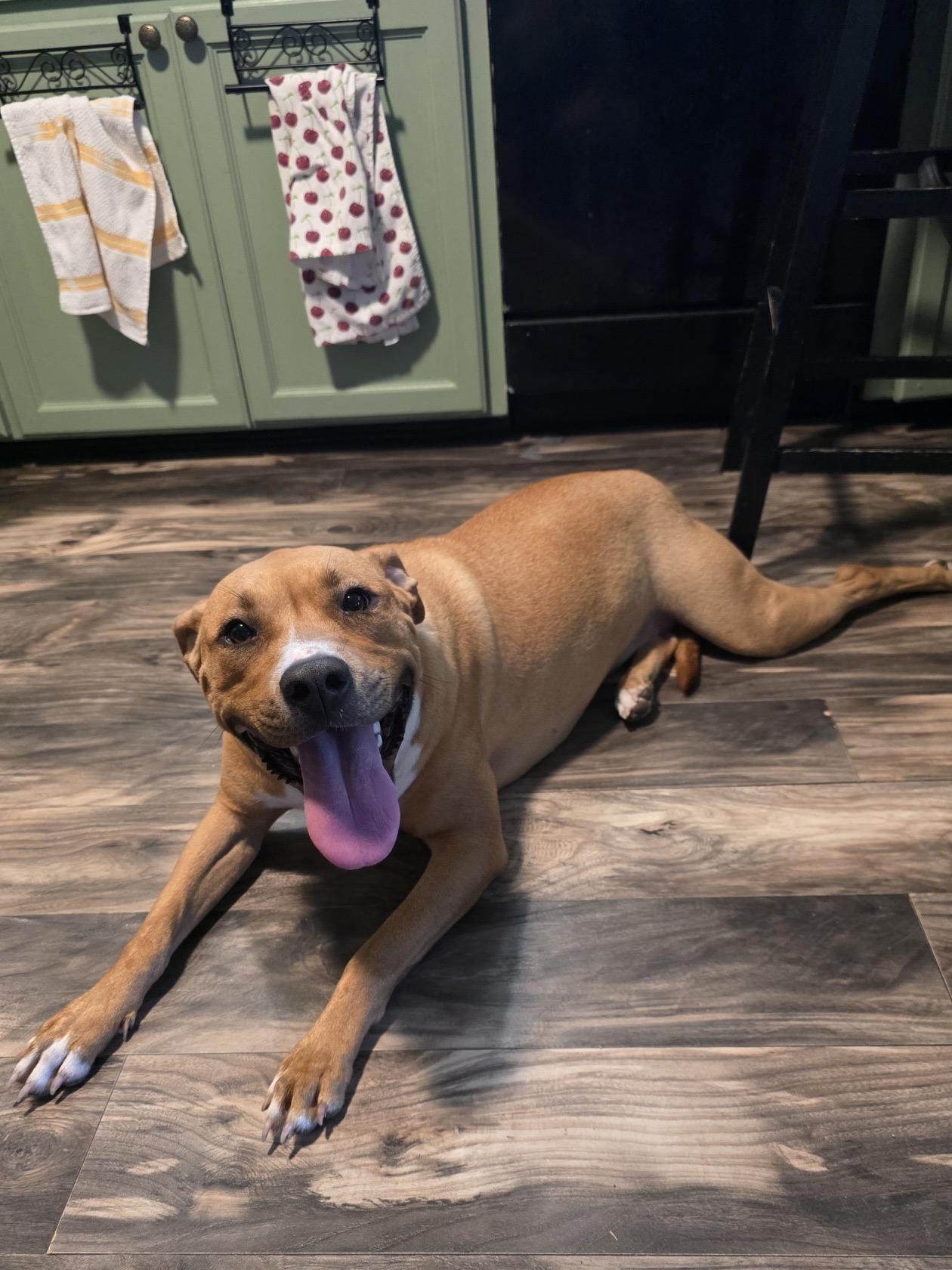 Enlarge Wendy, a ADOPTABLE mixed breed in Walker, LA image 2/3