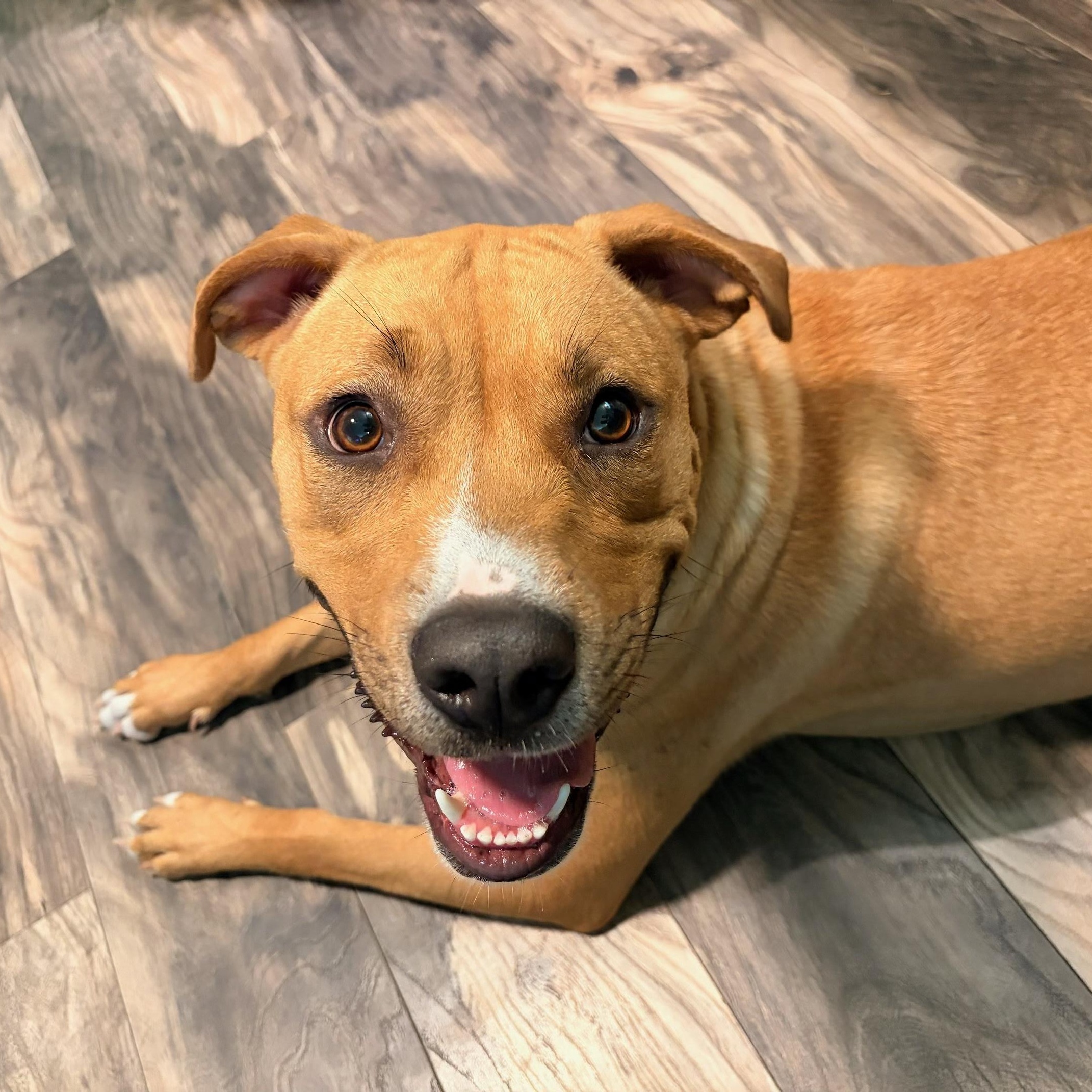 Wendy, ADOPTABLE, Young Female Terrier.