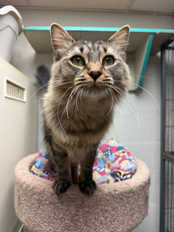 Eloise CCHS, Adopted, Young Female Maine Coon.