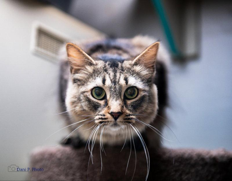 Eloise CCHS, a Adopted Maine Coon in Locust Grove, GA image 3/3