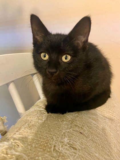 Enlarge Benson, a ADOPTABLE Domestic Short Hair in Edmond, OK image 2/2