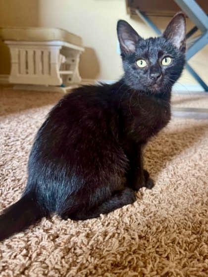 Benson, ADOPTABLE, Young Male Domestic Short Hair.