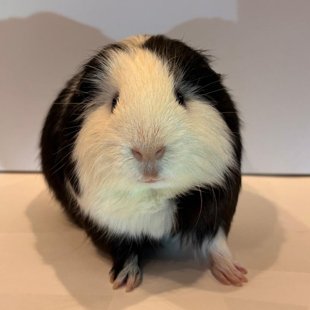 Enlarge Loki, a Adoptable Guinea Pig in Concord, NH image 1/1