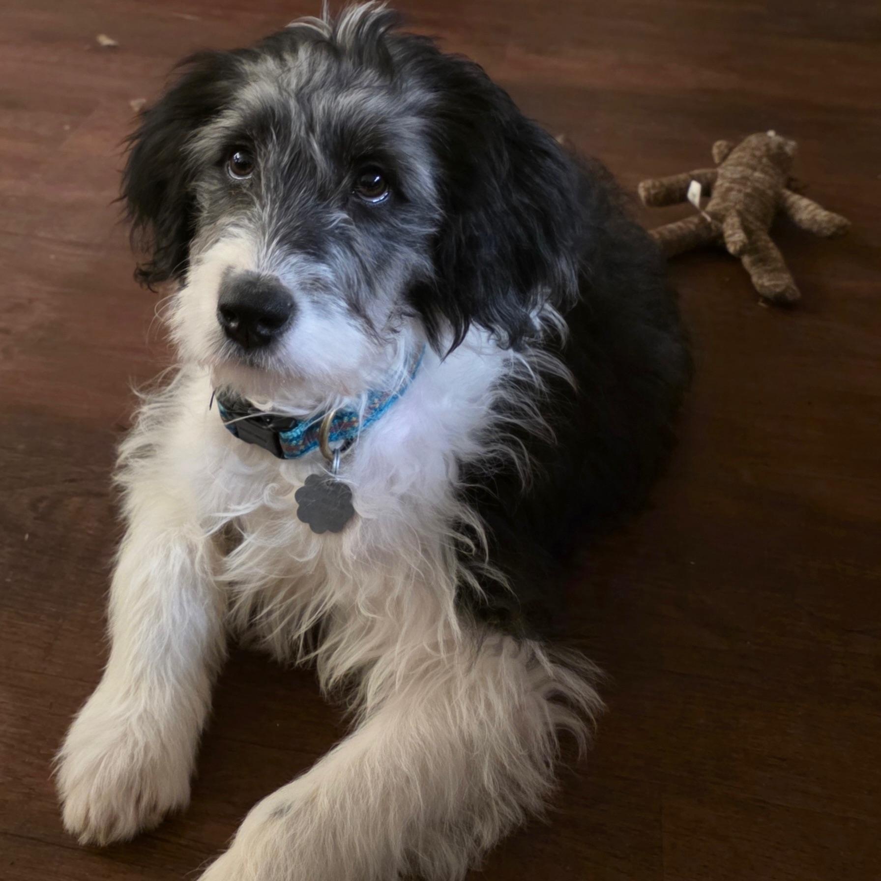 Taylor, adopted, Puppy Male Miniature Poodle.