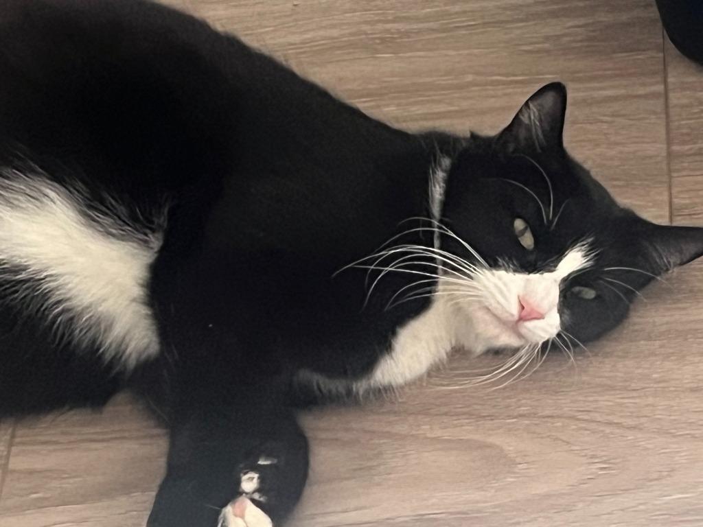 Mama Snow White, Adoptable, Young Female Domestic Short Hair.