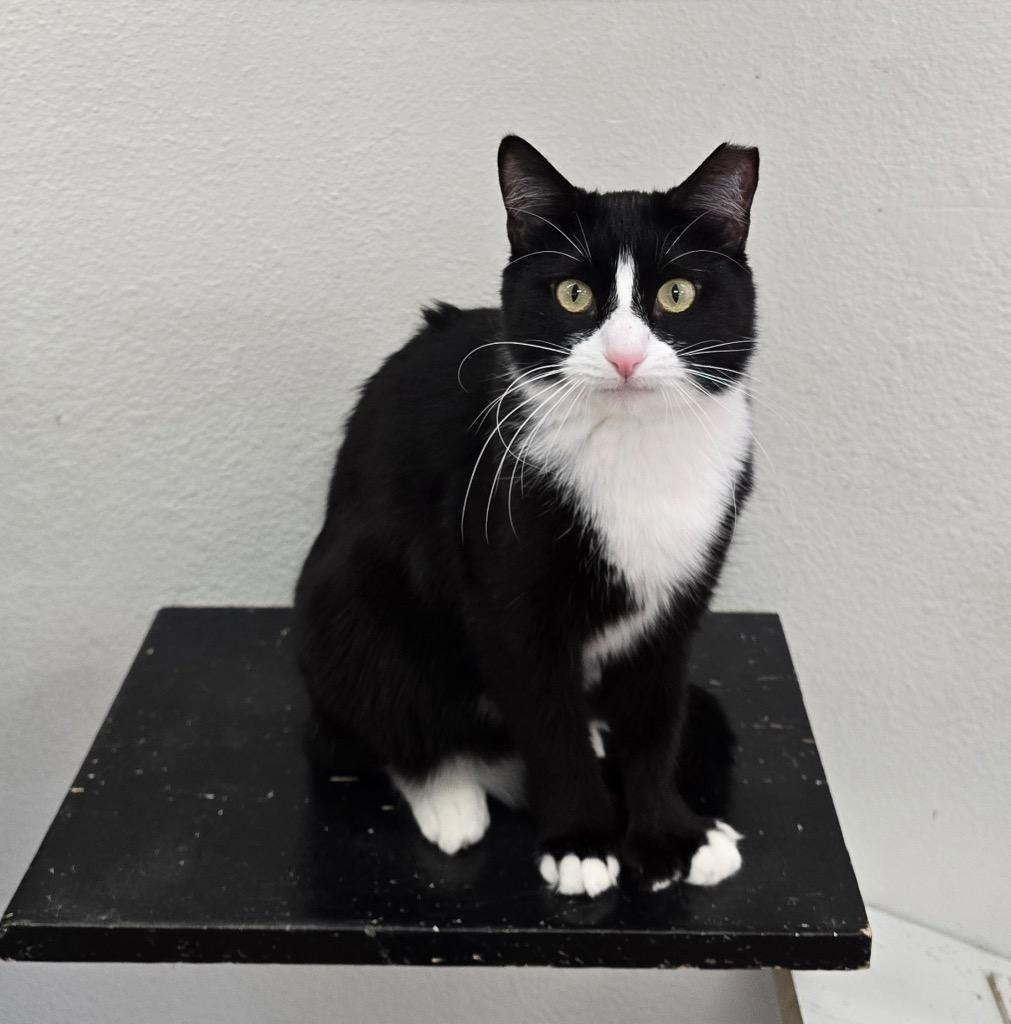 Enlarge Mama Snow White, a Adoptable mixed breed in Peoria, AZ image 2/3