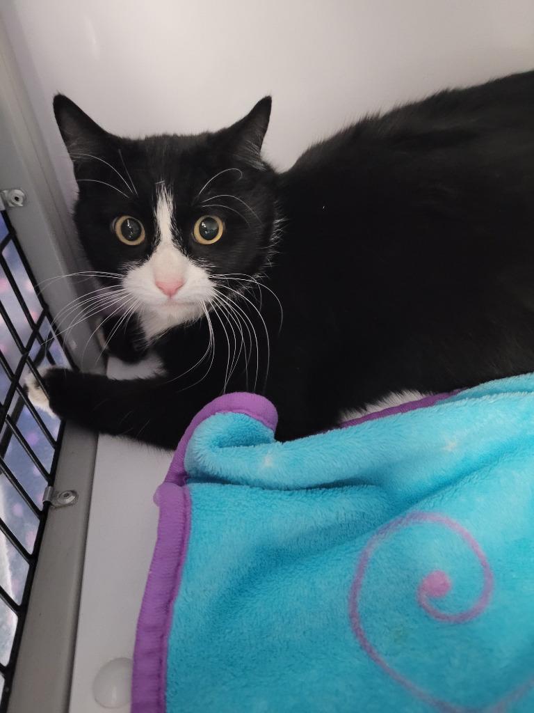 Enlarge Mama Snow White, a Adoptable mixed breed in Peoria, AZ image 1/3