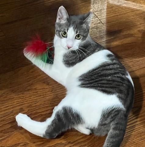 Enlarge Meester, a Adoptable Domestic Short Hair in Lafayette, LA image 1/6