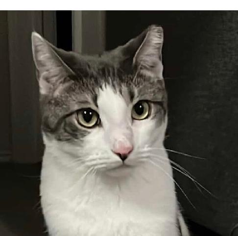 Meester, Adoptable, Adult Male Domestic Short Hair.