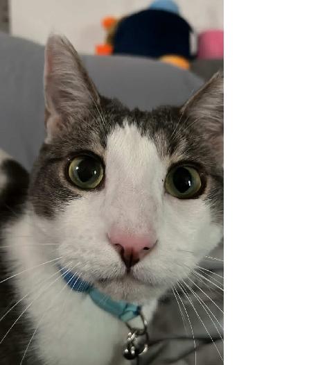 Enlarge Meester, a Adoptable Domestic Short Hair in Lafayette, LA image 2/6