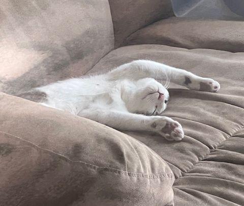 Enlarge Meester, a Adoptable Domestic Short Hair in Lafayette, LA image 3/6