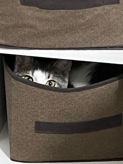 Enlarge Meester, a Adoptable Domestic Short Hair in Lafayette, LA image 5/6