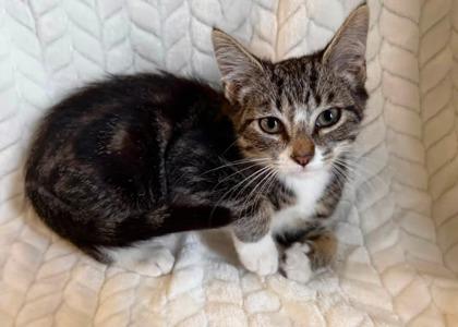 Leslie, Adopted, Young Male Domestic Short Hair.