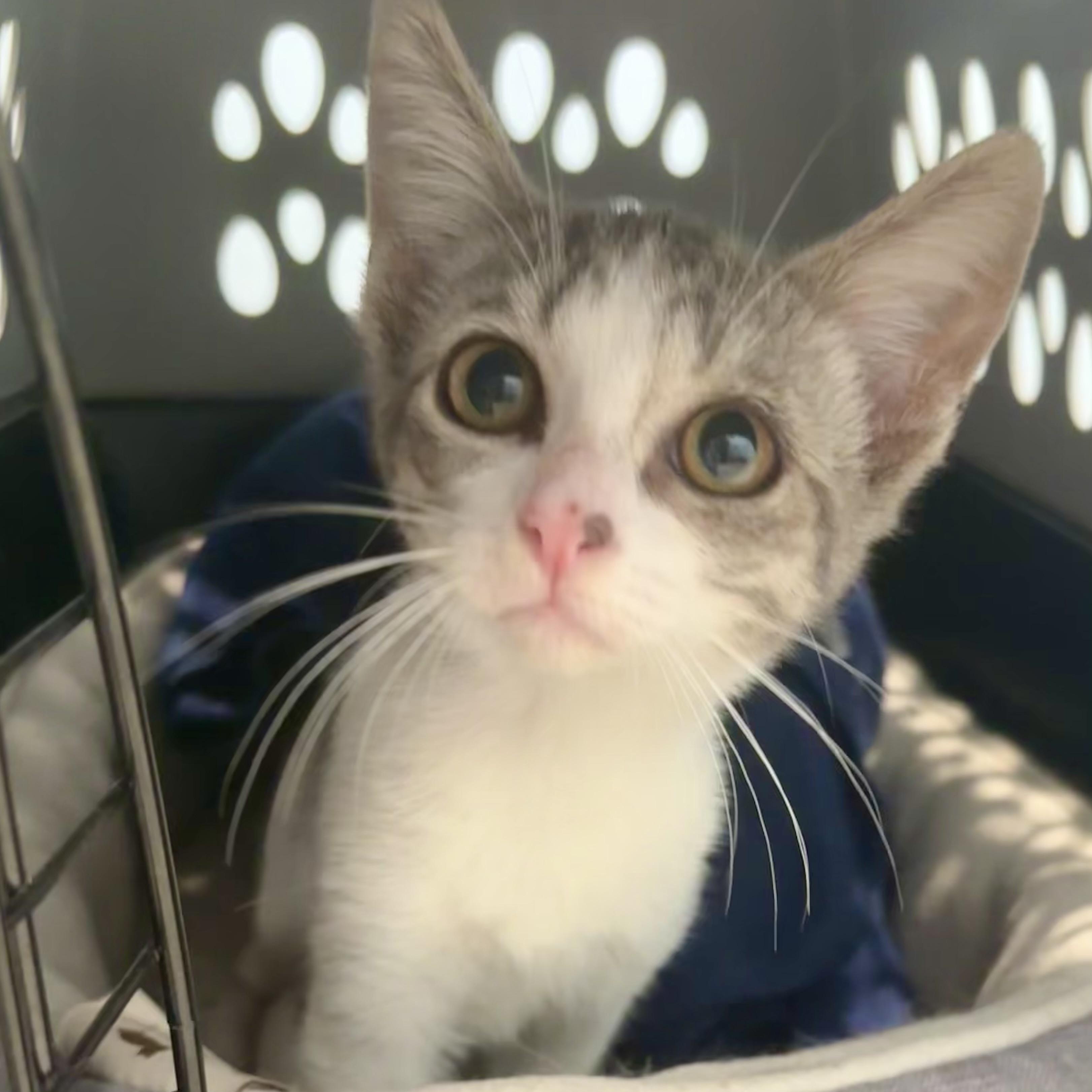 Enlarge Margot, a Adoptable Domestic Short Hair in Wildomar, CA image 3/4