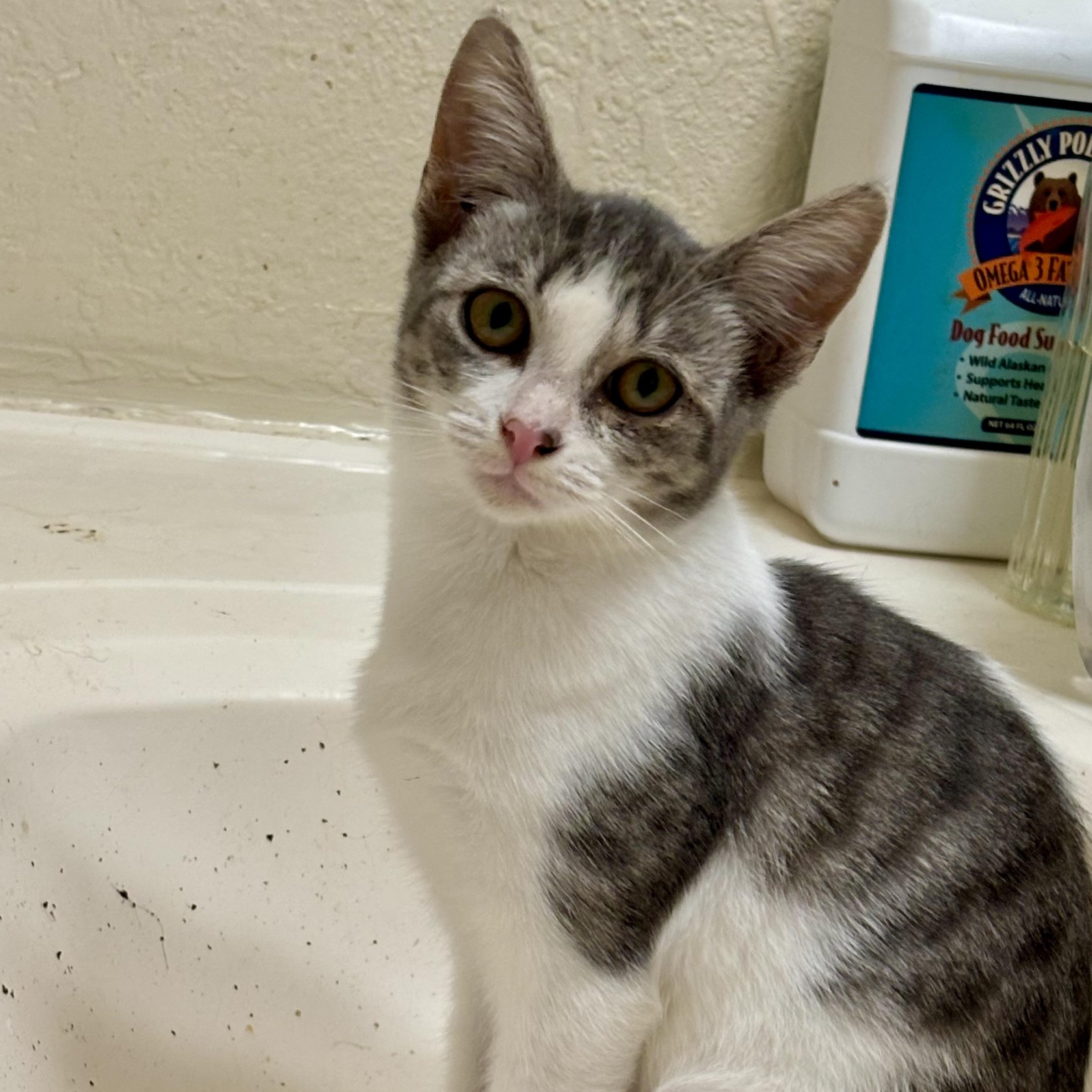 Enlarge Margot, a Adoptable Domestic Short Hair in Wildomar, CA image 2/4