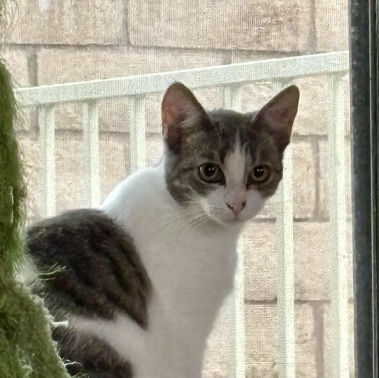 Enlarge Margot, a Adoptable Domestic Short Hair in Wildomar, CA image 1/4