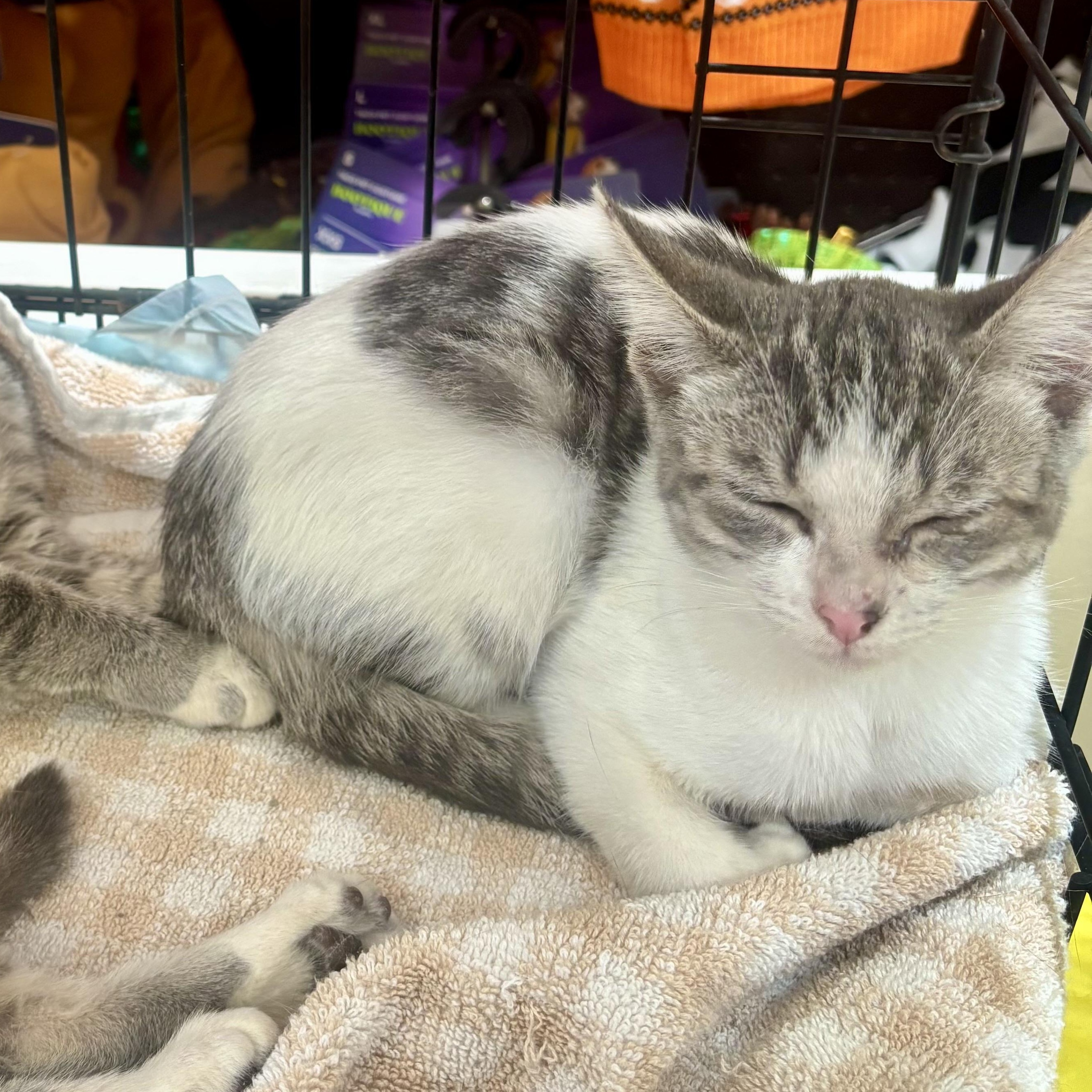 Enlarge Margot, a Adoptable Domestic Short Hair in Wildomar, CA image 4/4