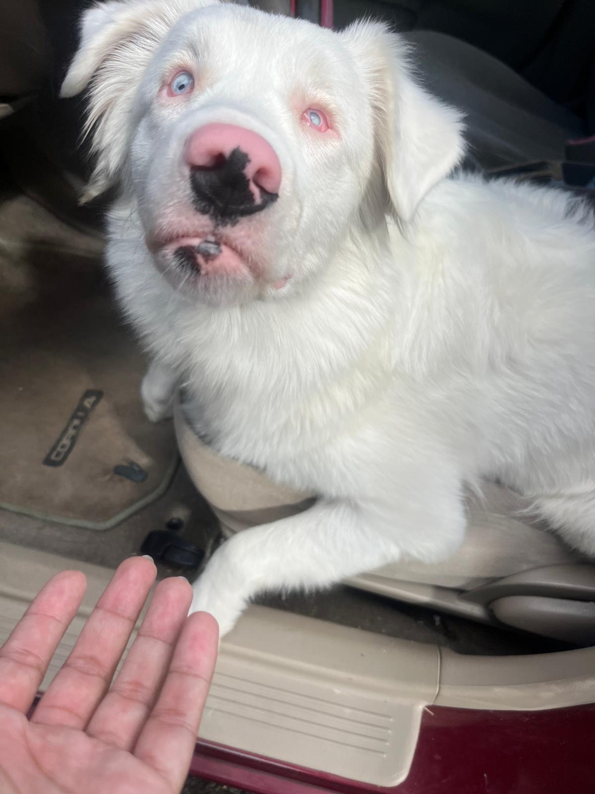 Enlarge Pearl, a ADOPTABLE Australian Shepherd in armonk, NY image 3/6