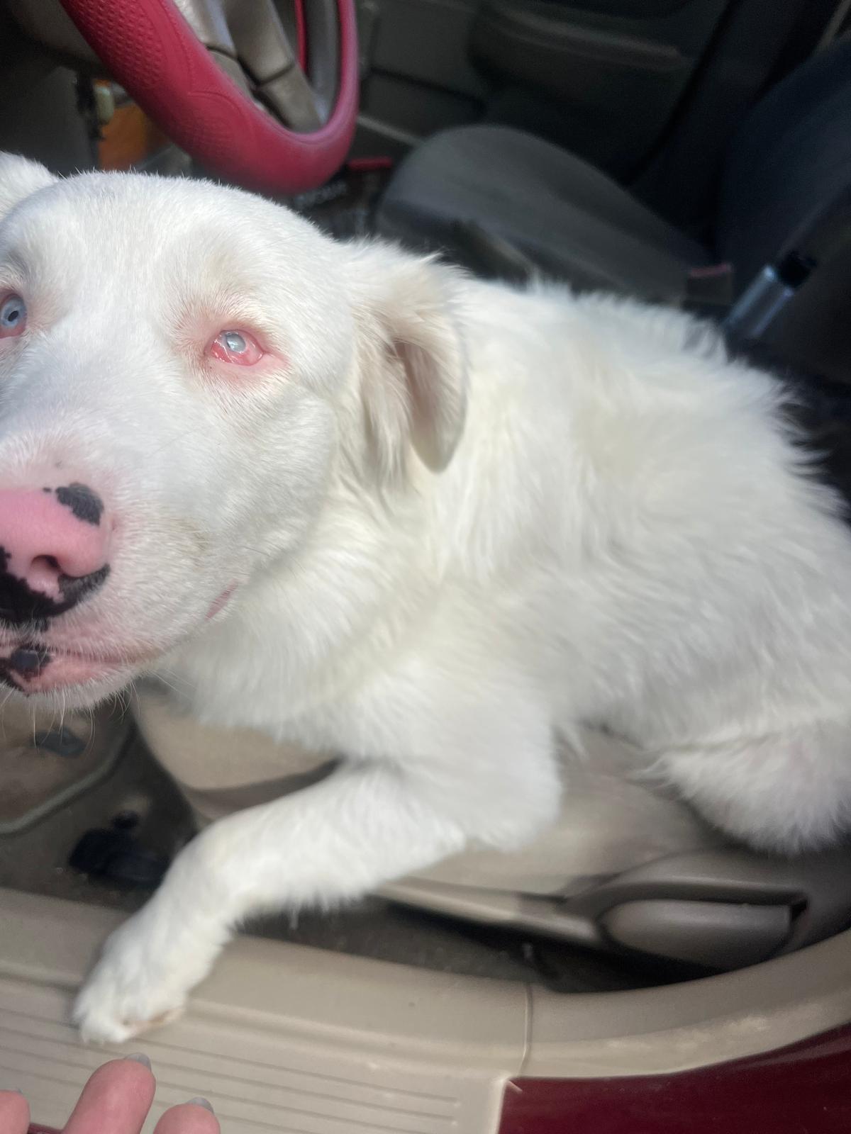 Enlarge Pearl, a ADOPTABLE Australian Shepherd in armonk, NY image 2/6