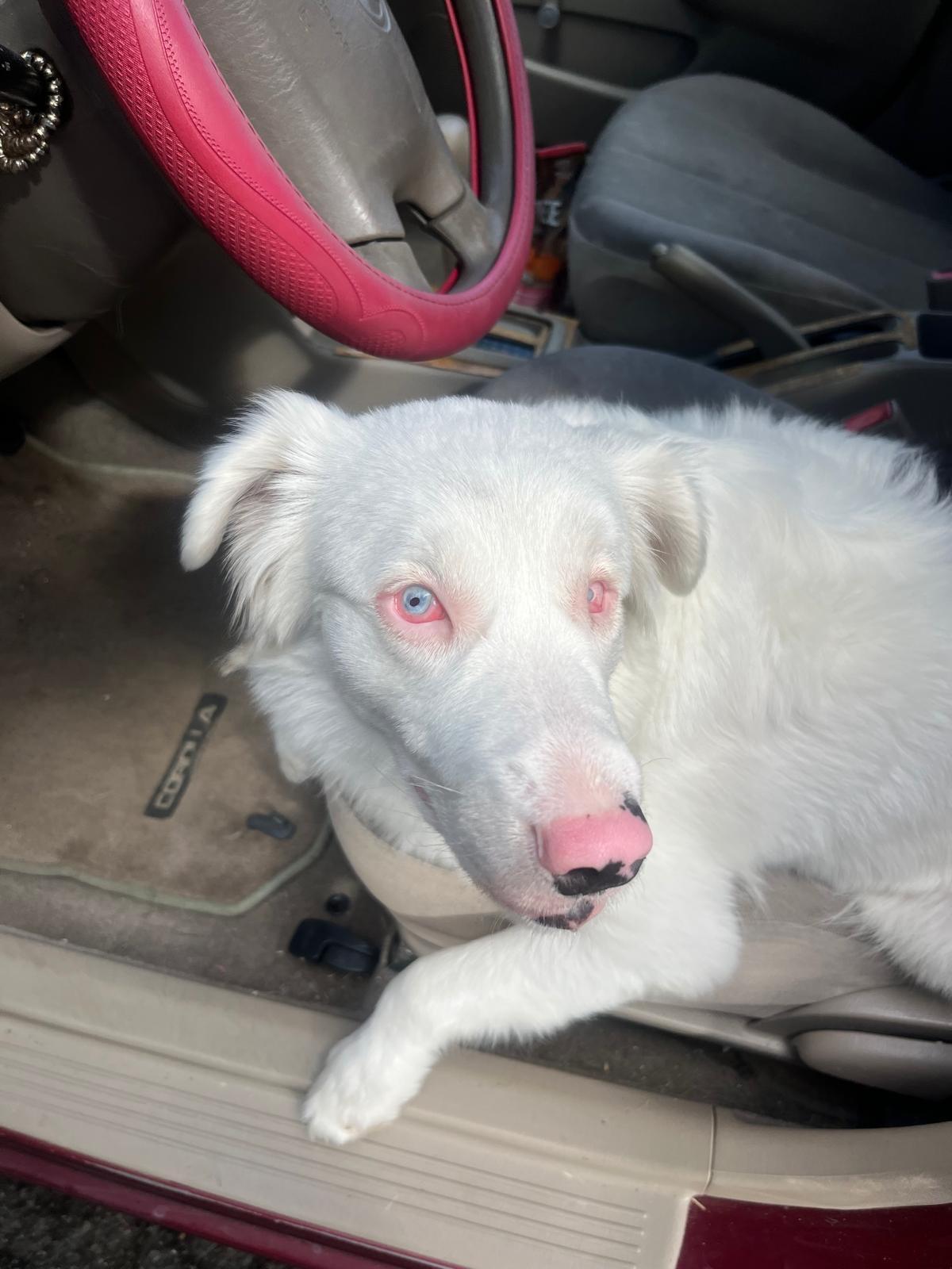 Enlarge Pearl, a ADOPTABLE Australian Shepherd in armonk, NY image 1/6