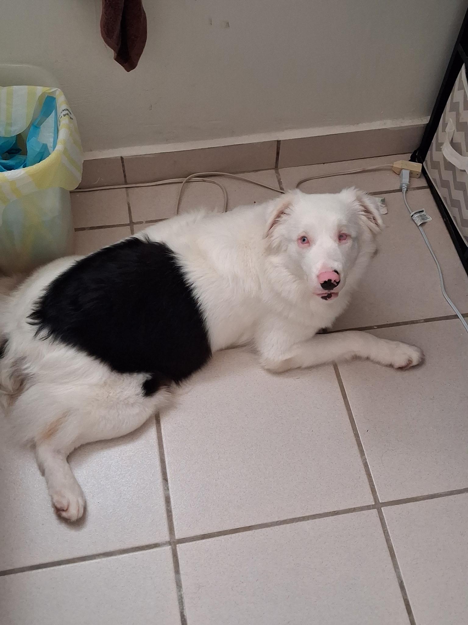Enlarge Pearl, a ADOPTABLE Australian Shepherd in armonk, NY image 6/6