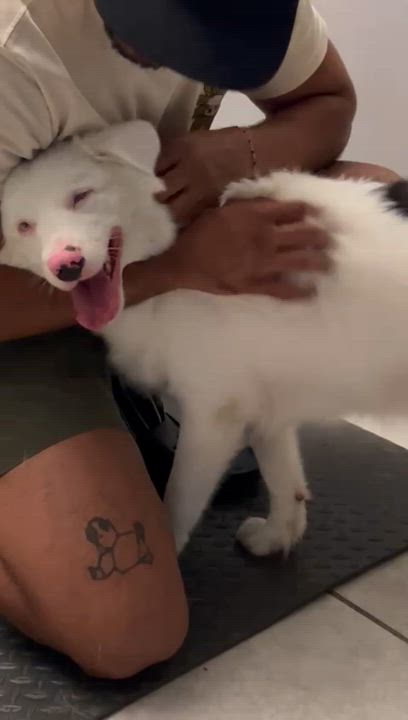 Enlarge Pearl, a ADOPTABLE Australian Shepherd in armonk, NY video 4/6