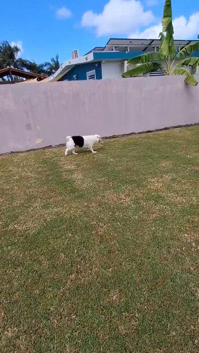 Enlarge Pearl, a ADOPTABLE Australian Shepherd in armonk, NY video 5/6