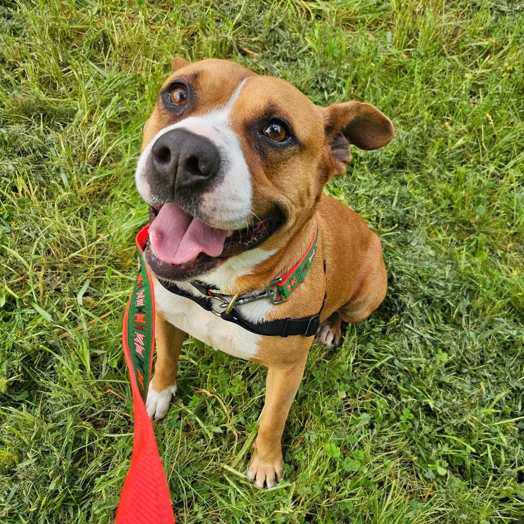 Enlarge Madison, a Adoptable Mixed Breed in Sonoma, CA image 1/5