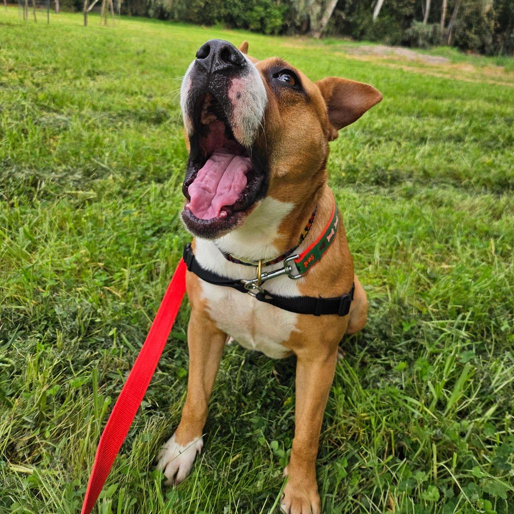 Enlarge Madison, a Adoptable Mixed Breed in Sonoma, CA image 3/5